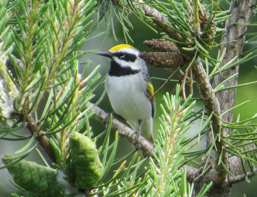 Golden-winged Warbler