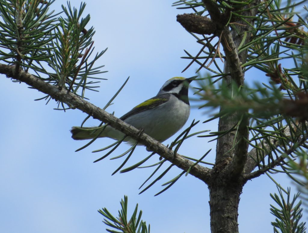 Golden-winged Warbler