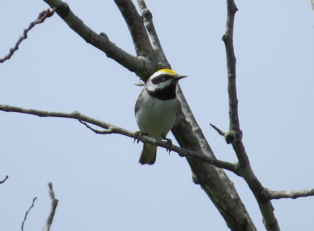 Golden-winged Warbler