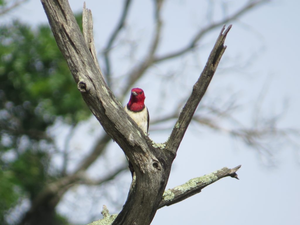 Red-headed Woodpecker