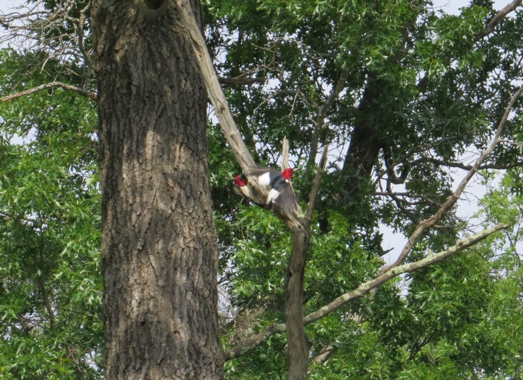 Red-headed Woodpecker