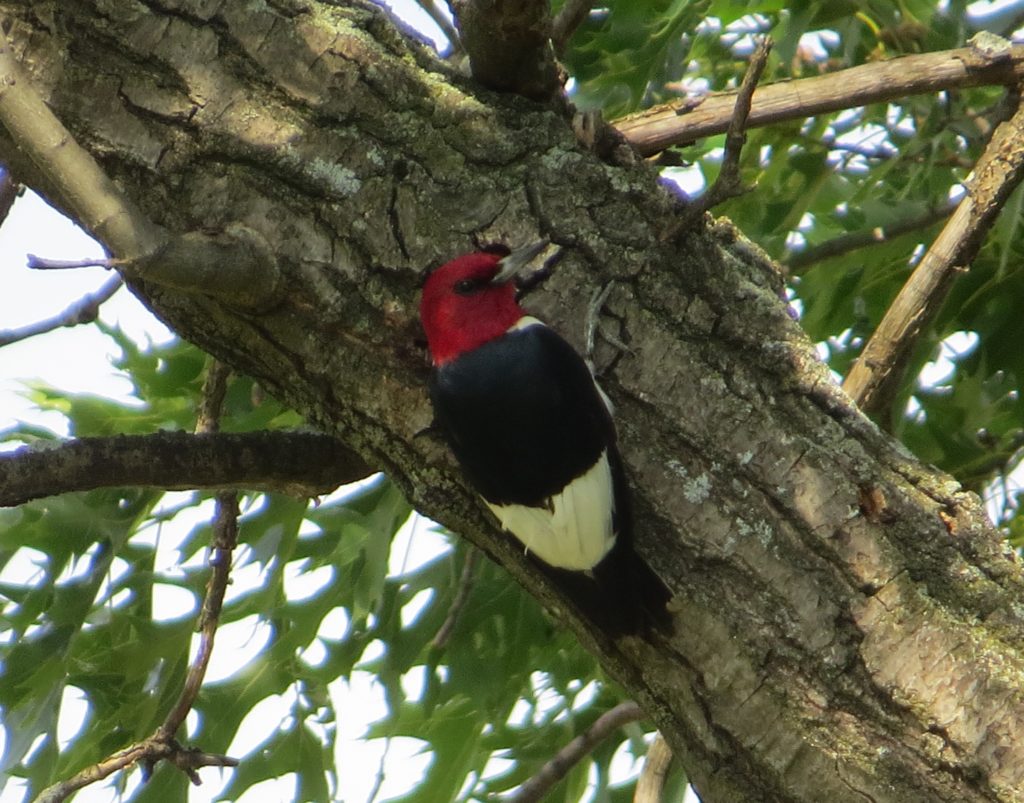 Red-headed Woodpecker