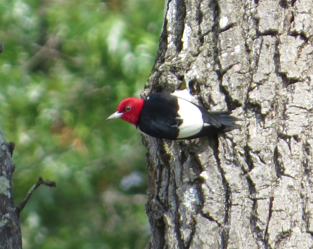 Red-headed Woodpecker