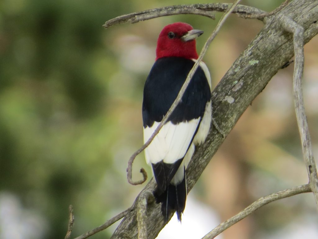 Red-headed Woodpecker