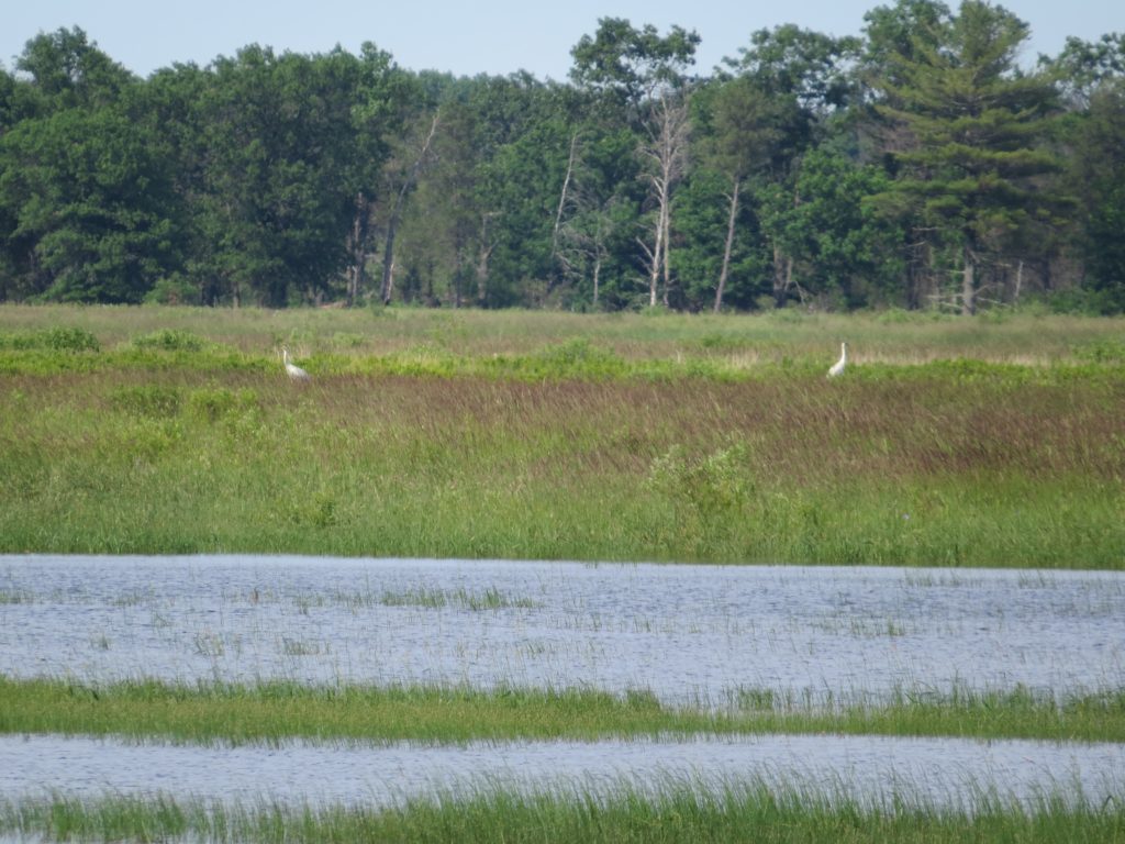 Whooping Crane