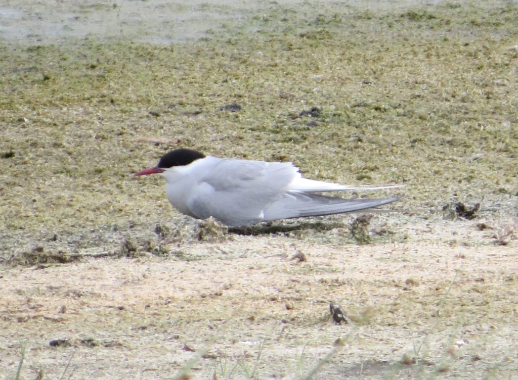 Arctic Tern