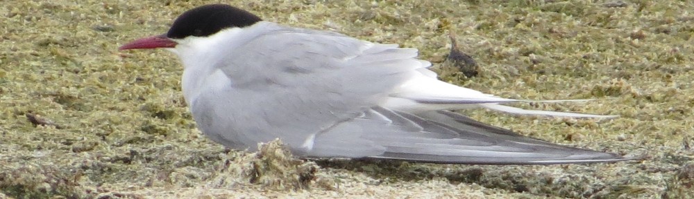 Arctic Tern