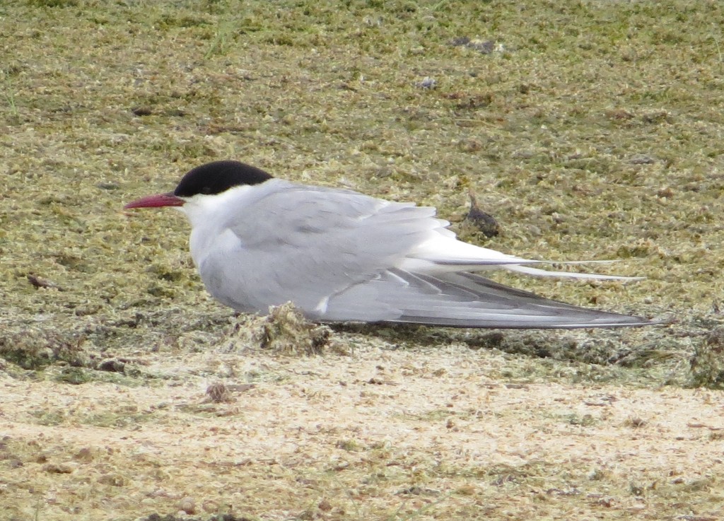 Arctic Tern