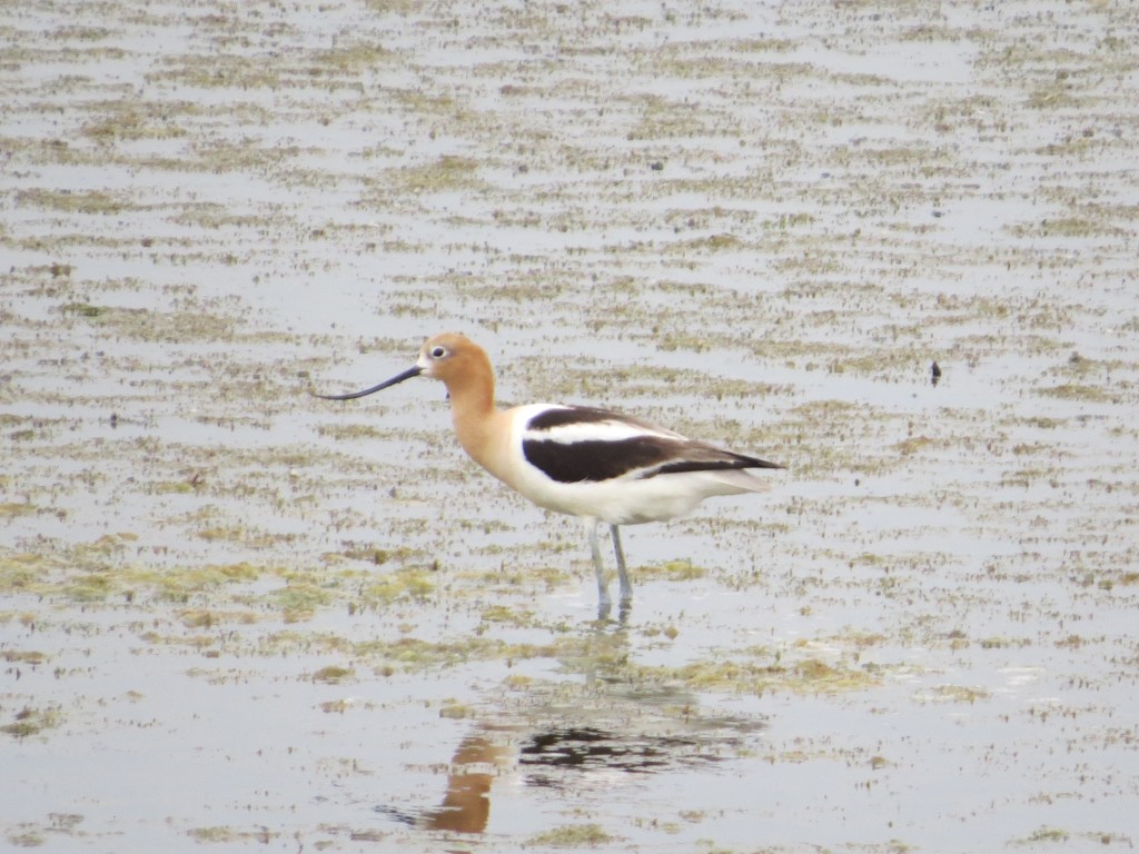 American Avocet