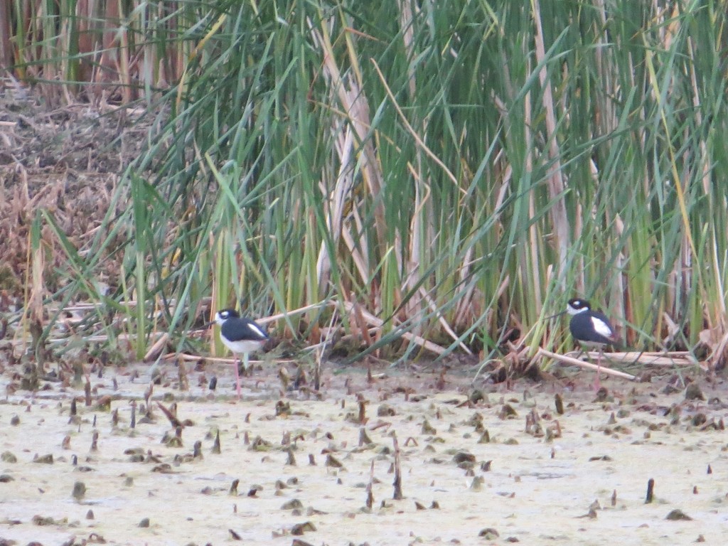 Black-necked Stilt