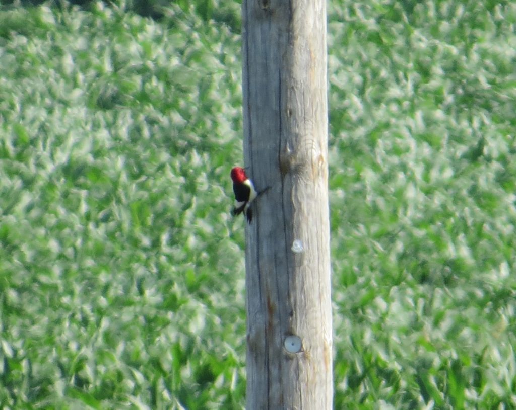 Red-headed Woodpecker