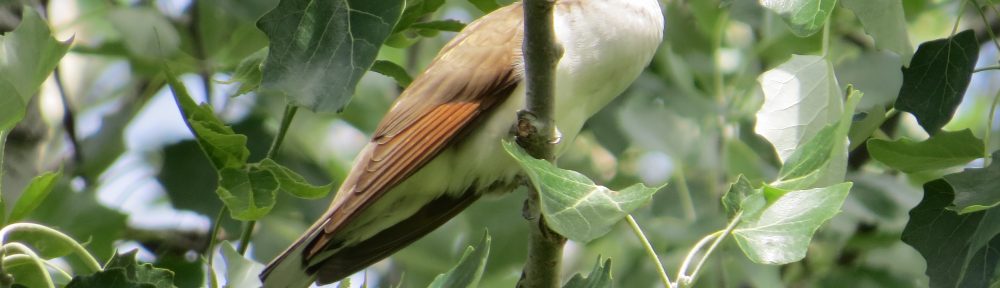 Yellow-billed Cuckoo