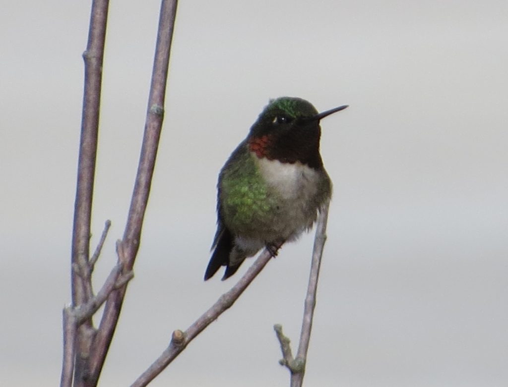 Ruby-throated Hummingbird