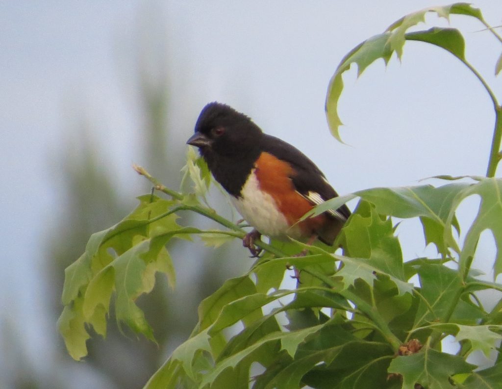 Eastern Towhee