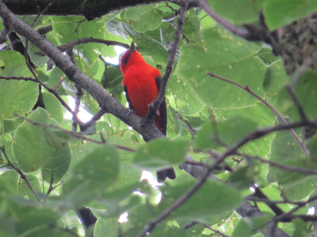 Scarlet Tanager