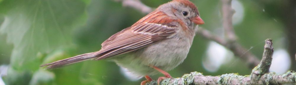 Field Sparrow