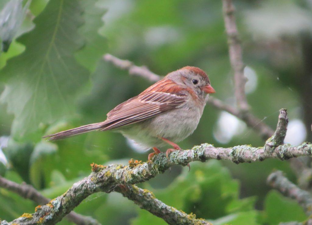 Field Sparrow