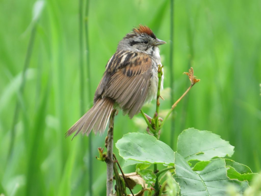 Swamp Sparrow