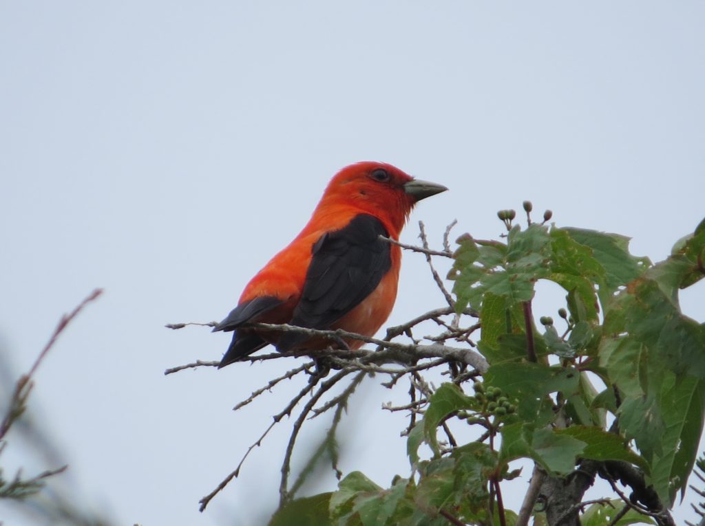 Scarlet Tanager