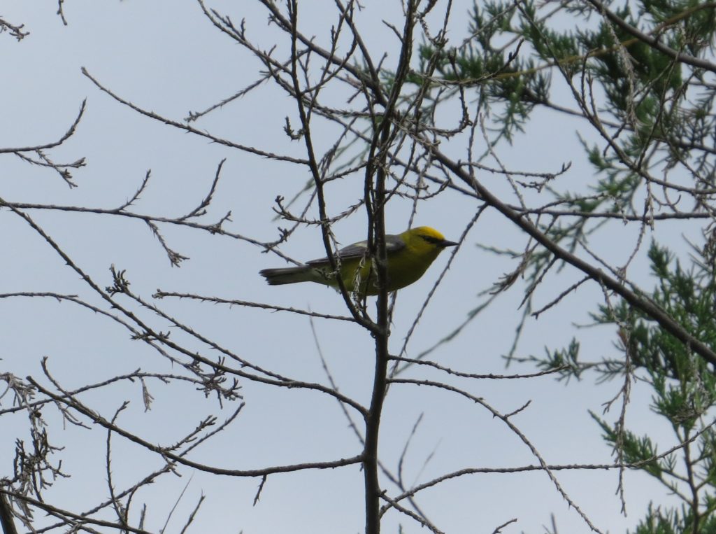 Blue-winged Warbler