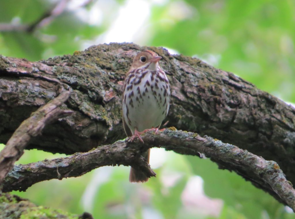 Ovenbird