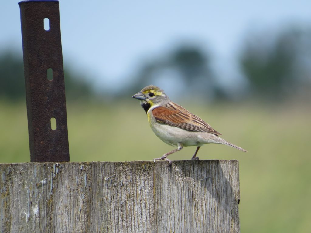 Dickcissel