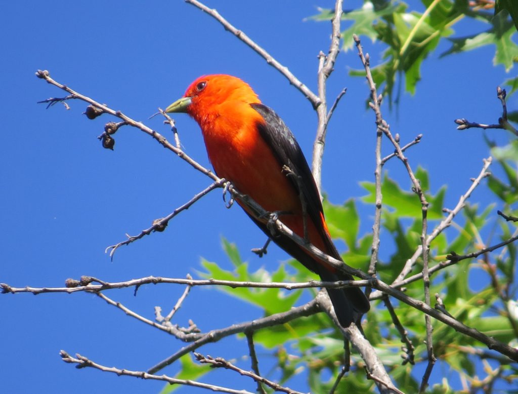 Scarlet Tanager