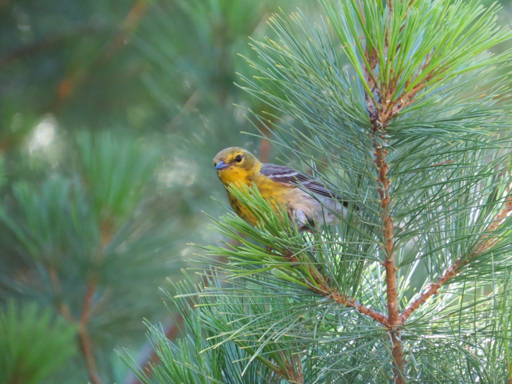 Pine Warbler