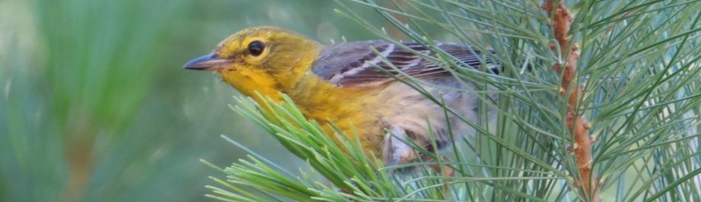 Pine Warbler