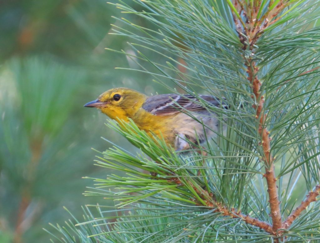 Pine Warbler