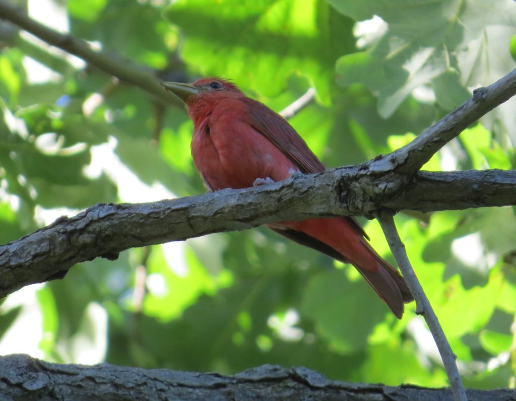 Summer Tanager