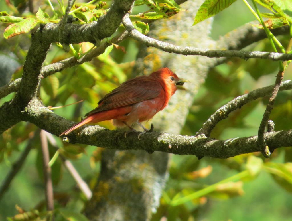 Summer Tanager