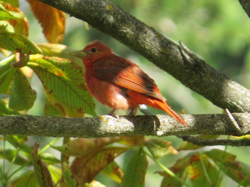 Summer Tanager