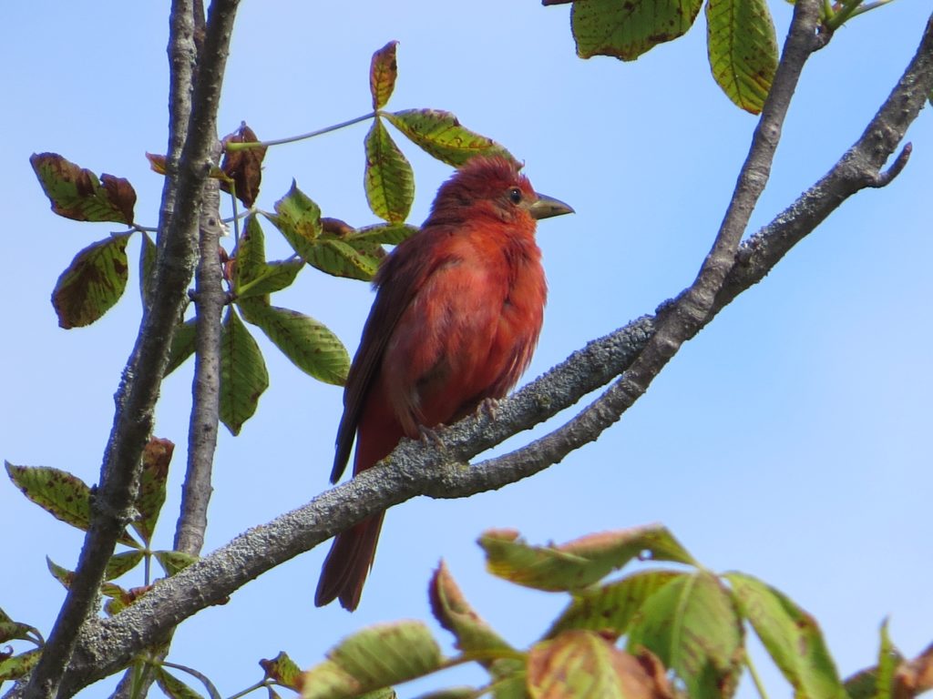 Summer Tanager