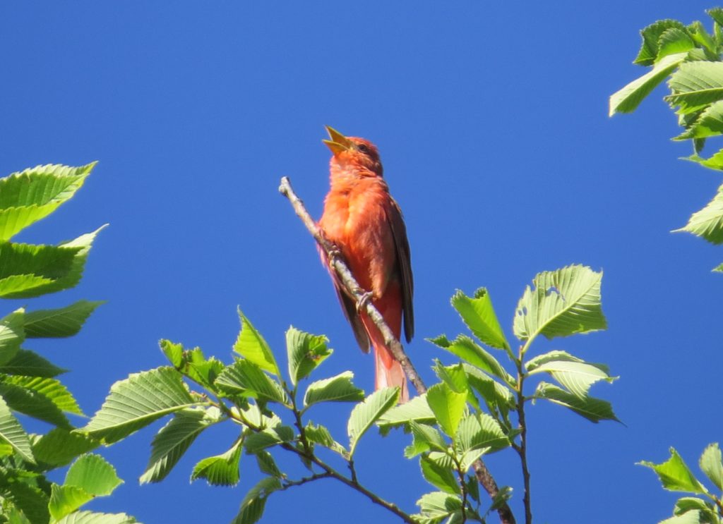 Summer Tanager