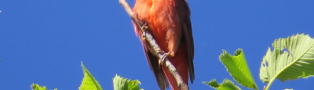 Summer Tanager