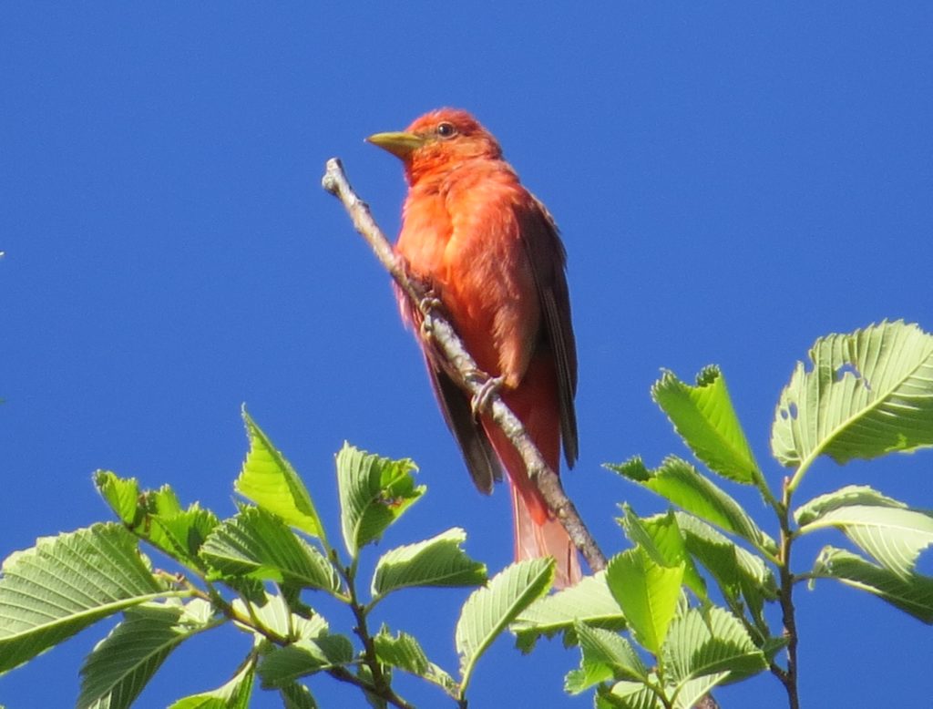 Summer Tanager