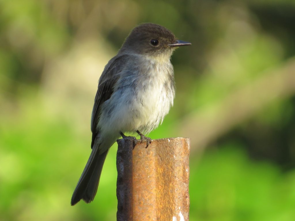 Eastern Phoebe