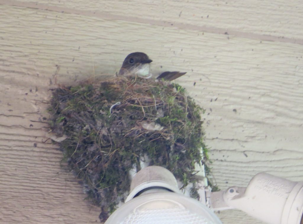 Eastern Phoebe nest