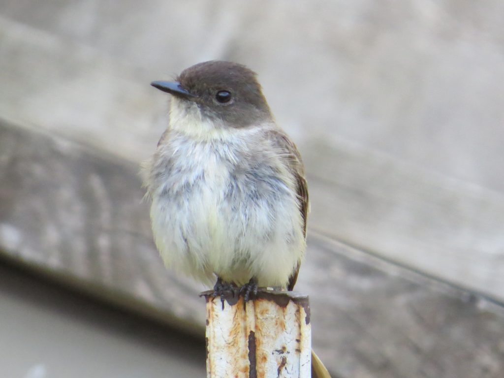 Eastern Phoebe