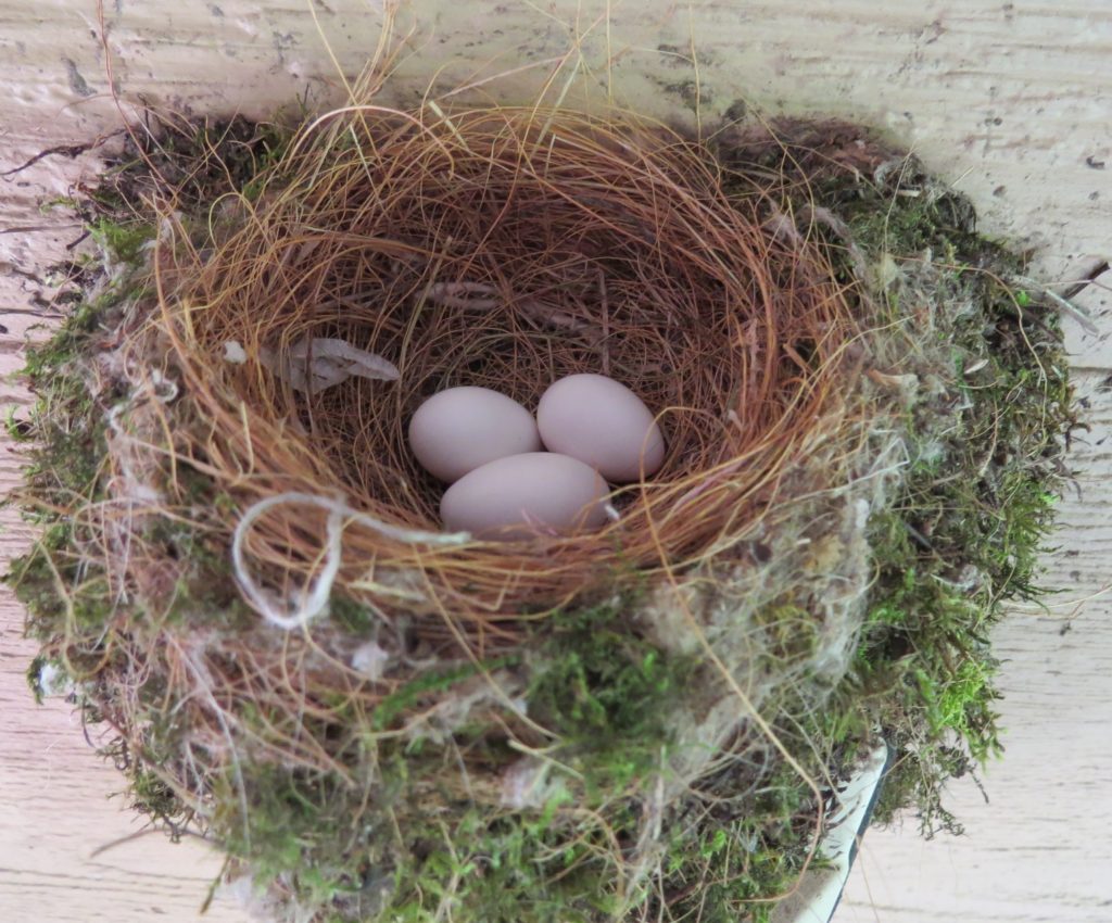 Eastern Phoebe nest