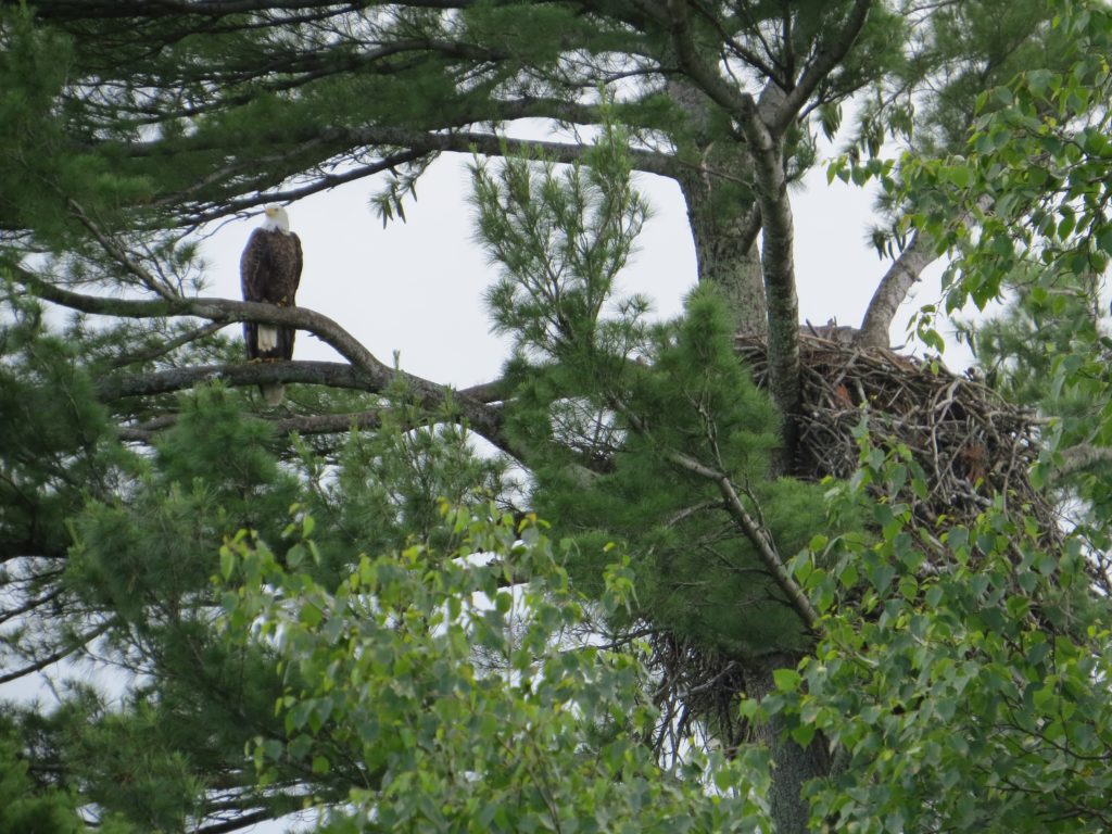 Bald Eagle Nest