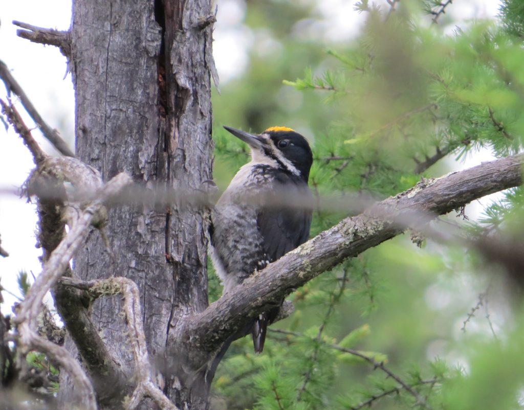 Black-backed Woodpecker