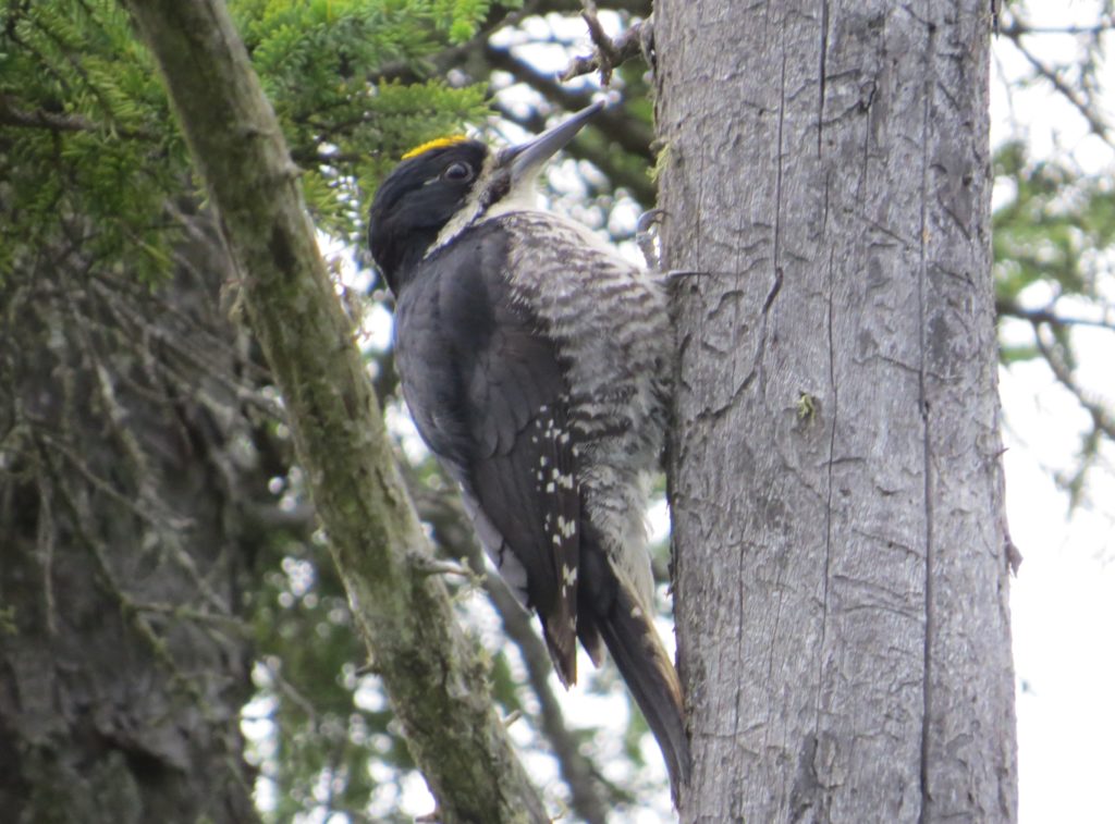 Black-backed Woodpecker