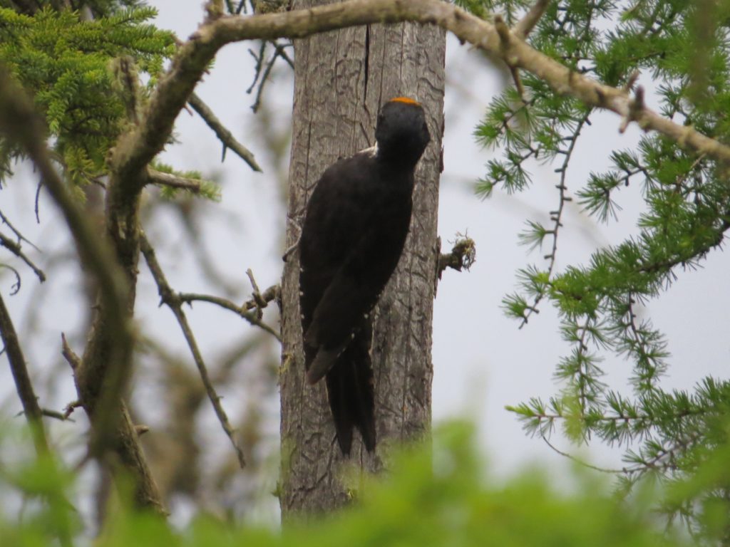 Black-backed Woodpecker