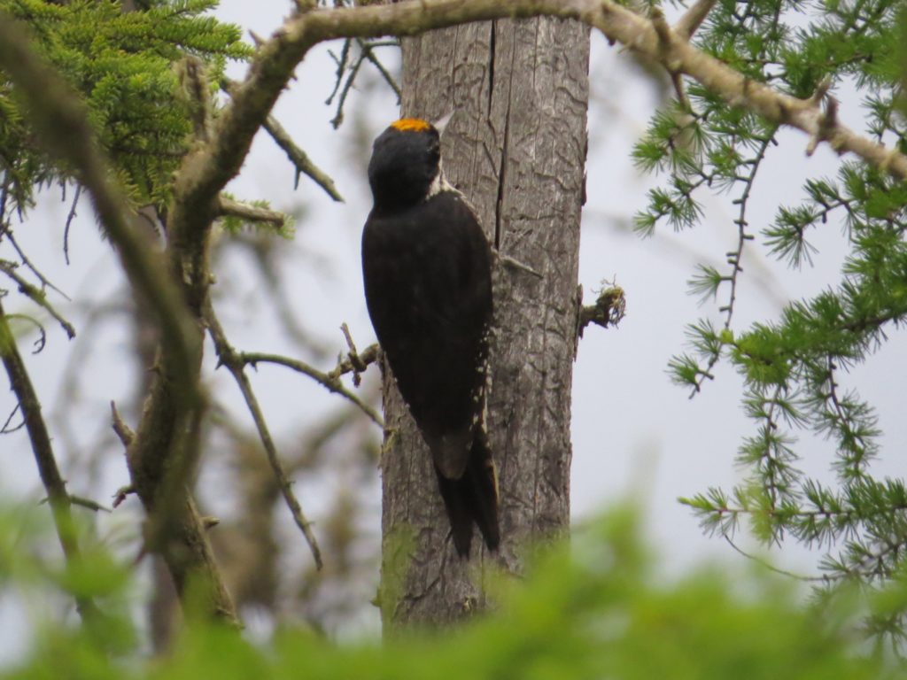 Black-backed Woodpecker