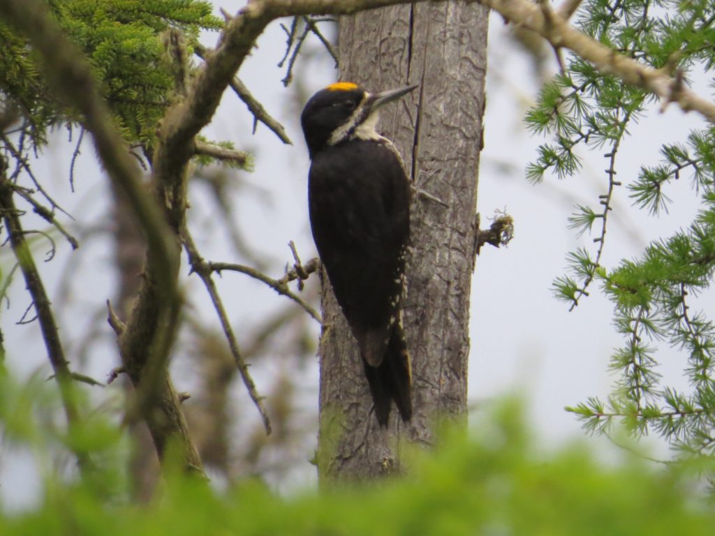 Black-backed Woodpecker