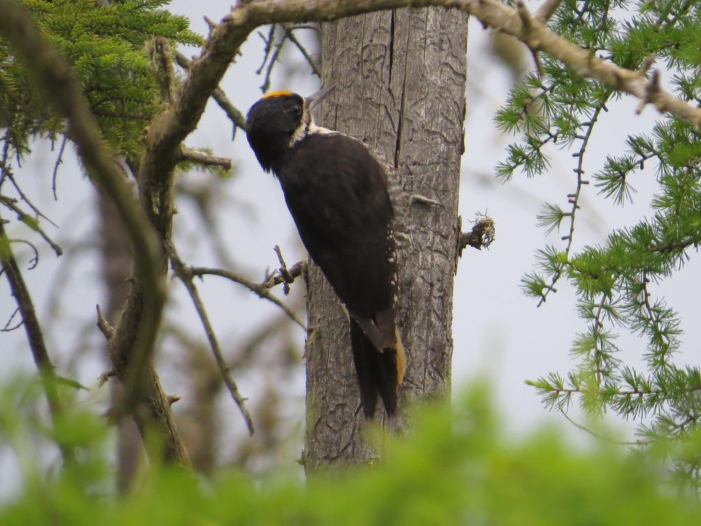 Black-backed Woodpecker