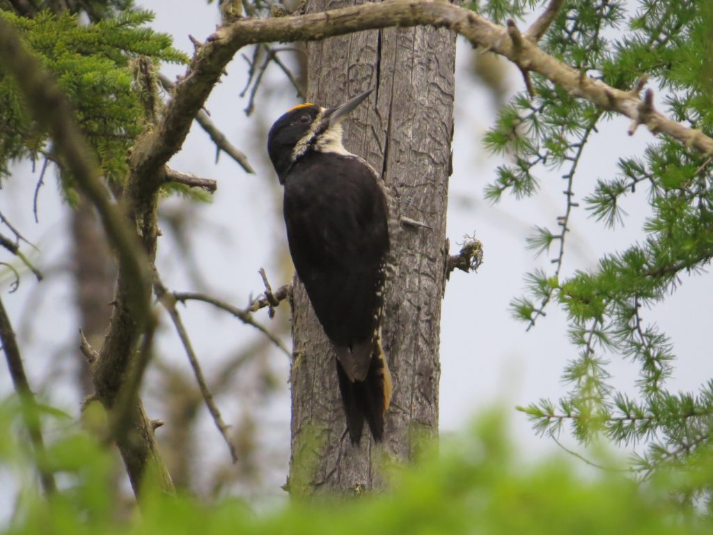 Black-backed Woodpecker