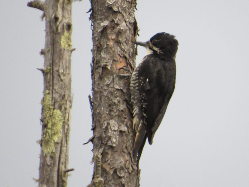 Black-backed Woodpecker